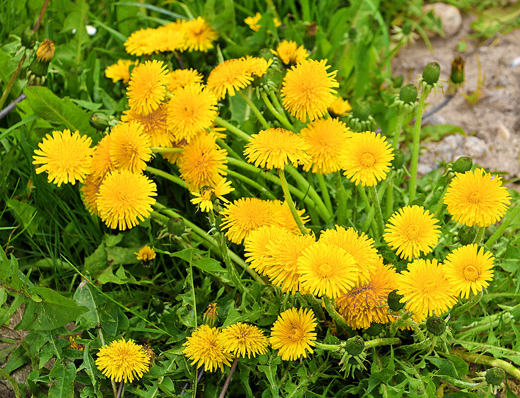 Одуванчиковый май - Светлана 