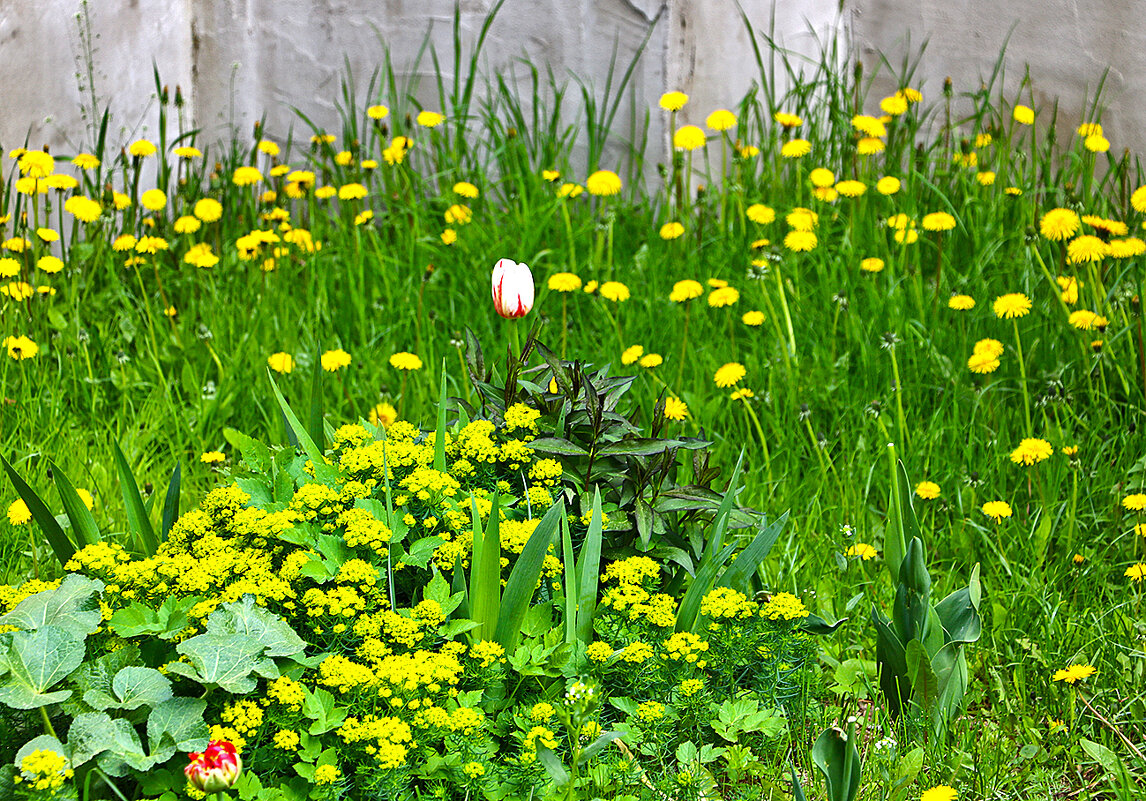 Красота у дома - Светлана 