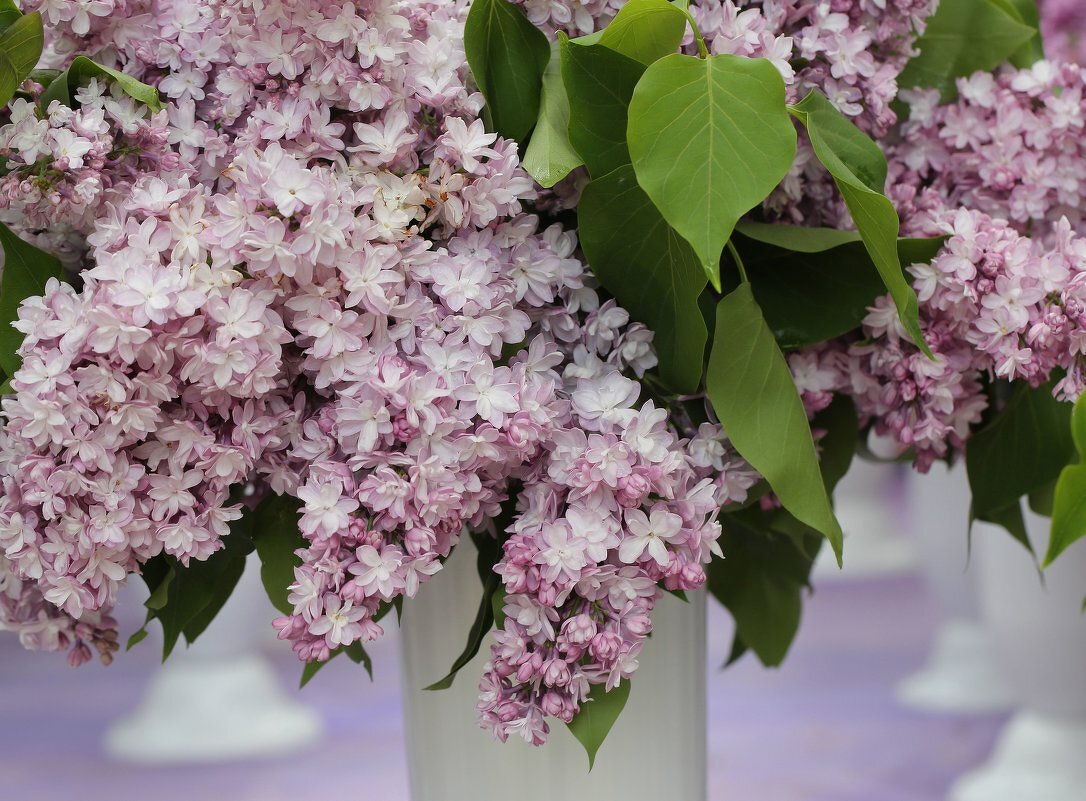 Когда цветет сирень - ZNatasha - Когда цветет сирень - ZNatasha -