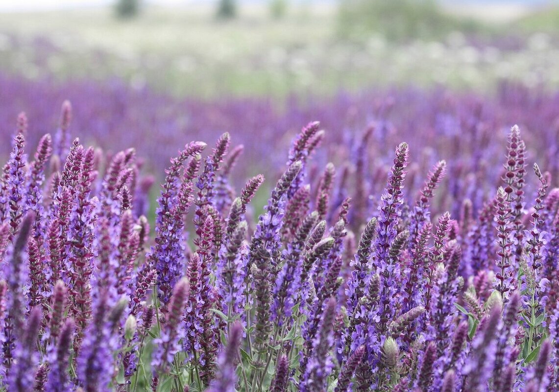 Люблю цветение шалфея - ZNatasha -