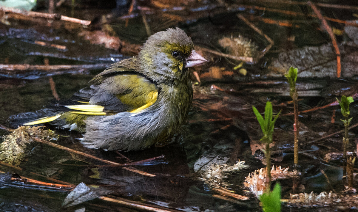 Зеленушка купается в луже. - Владимир Безбородов Зеленушка купается в луже. - Владимир Безбородов
