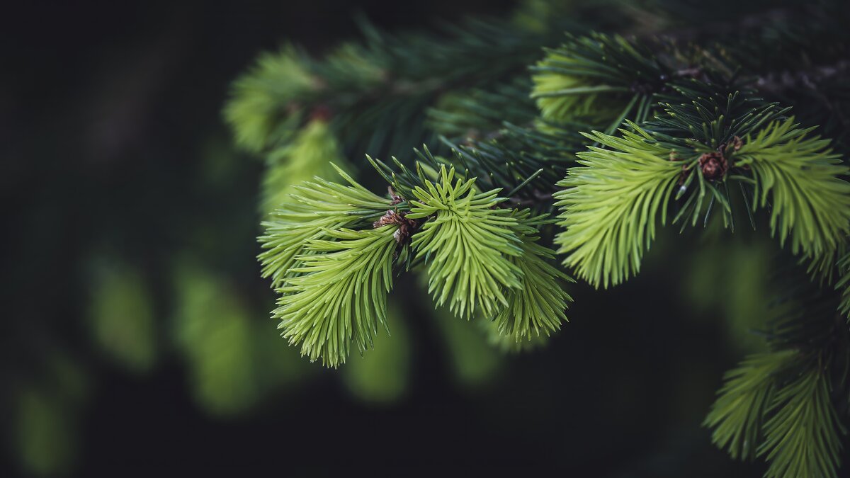 Лапы ели, лапки, лапушки... - Вадим Басов Лапы ели, лапки, лапушки... - Вадим Басов