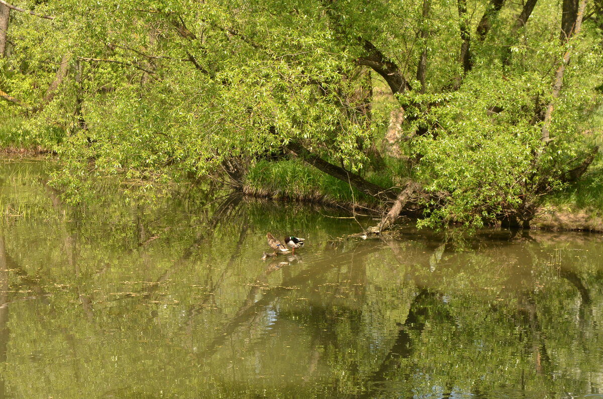 Природа в городе - Oleg4618 Шутченко