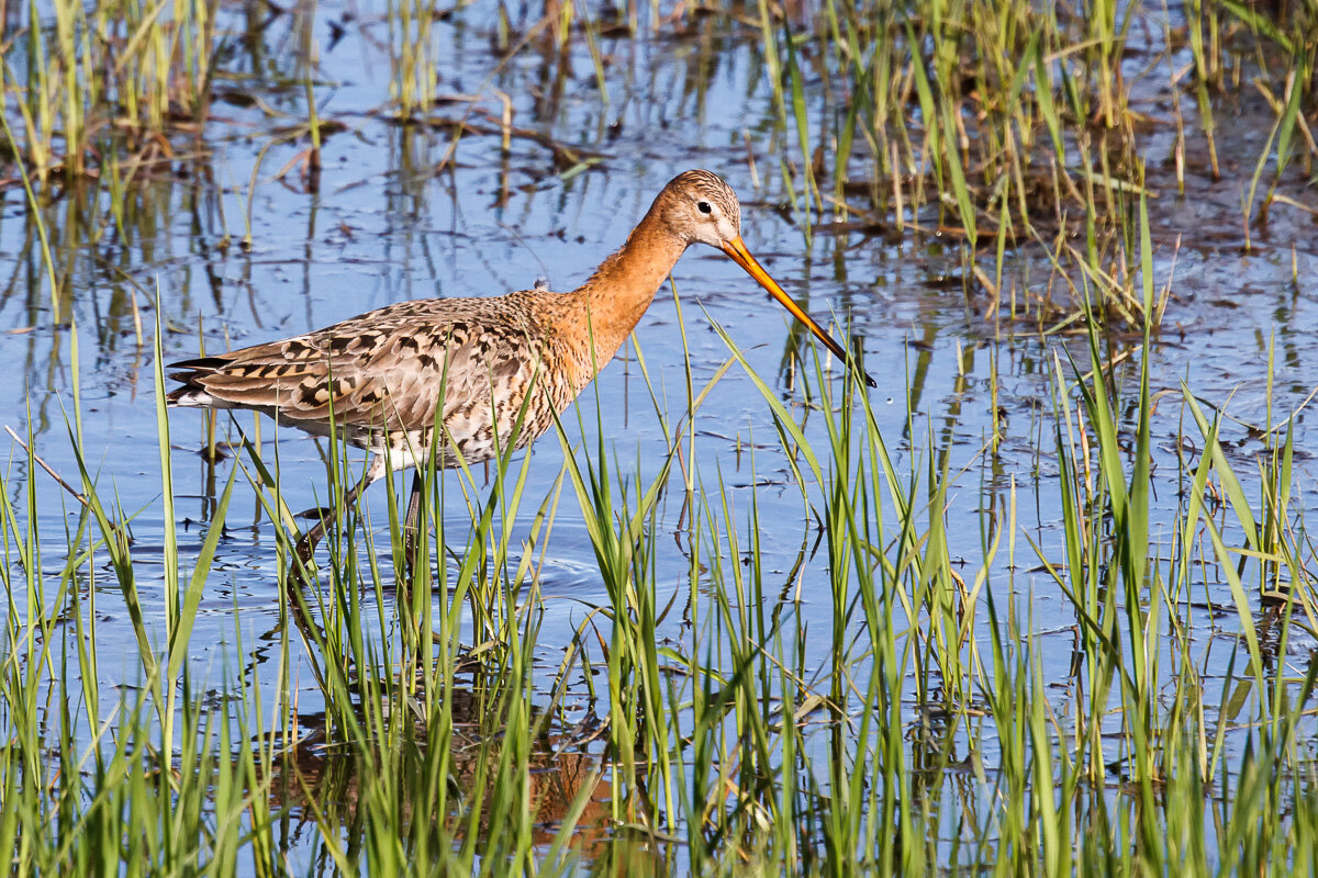 Большой веретенник - Георгий Кулаковский