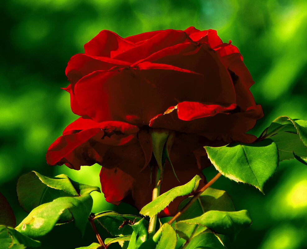 КРАСАВИЦЫ-РОЗЫ НА МОЁМ УЧАСТКЕ (1) - Елена Куприянова 