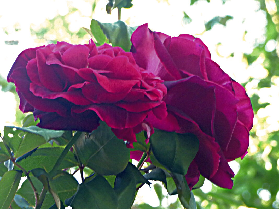 КРАСАВИЦЫ-РОЗЫ НА МОЁМ УЧАСТКЕ (4) - Елена Куприянова 