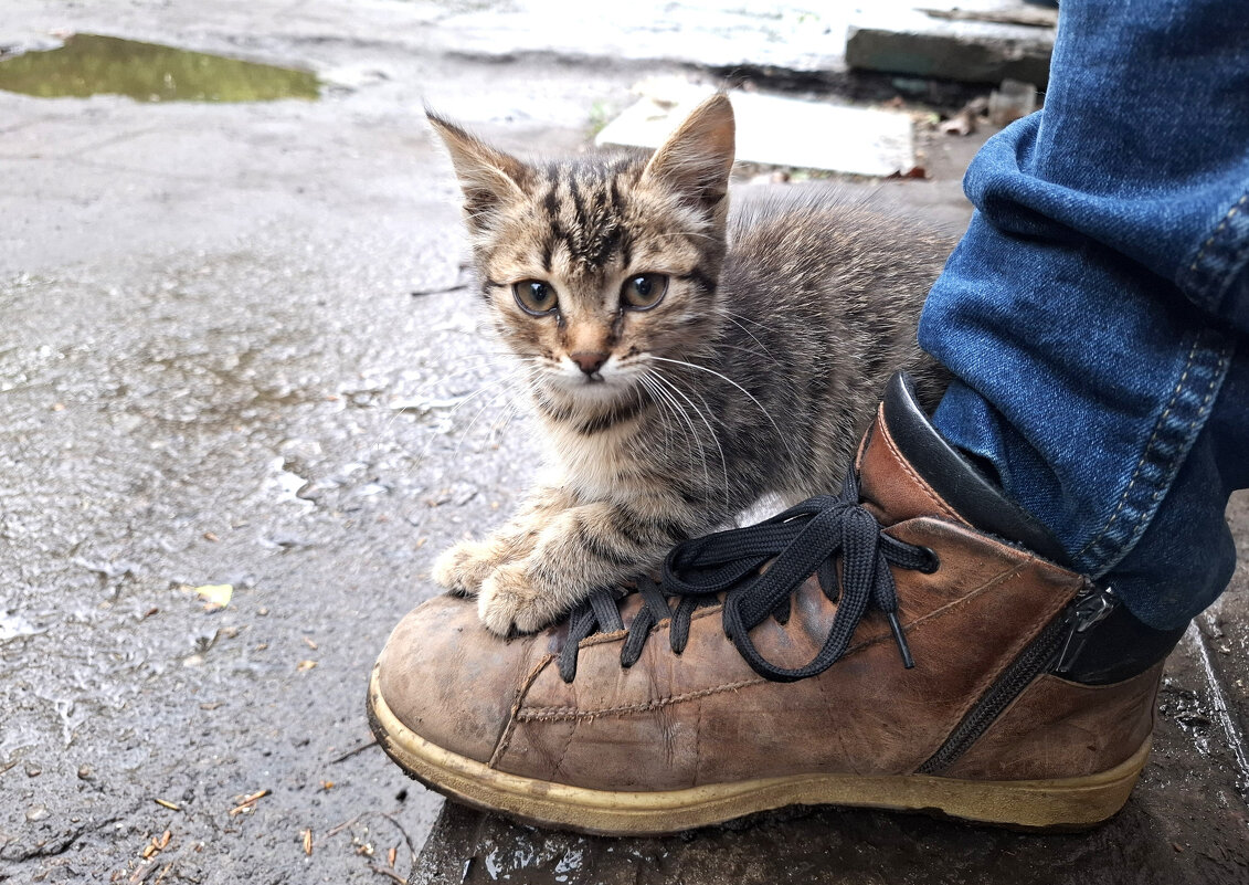 Котейка - Николай (dr.Zlo) Кузнецов