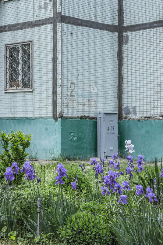 Фрагмент классической архитектуры & ирисы - Коля Лукашов