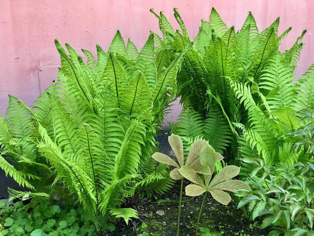 Изумрудный мир у подъезда) - Любовь Изумрудный мир у подъезда) - Любовь