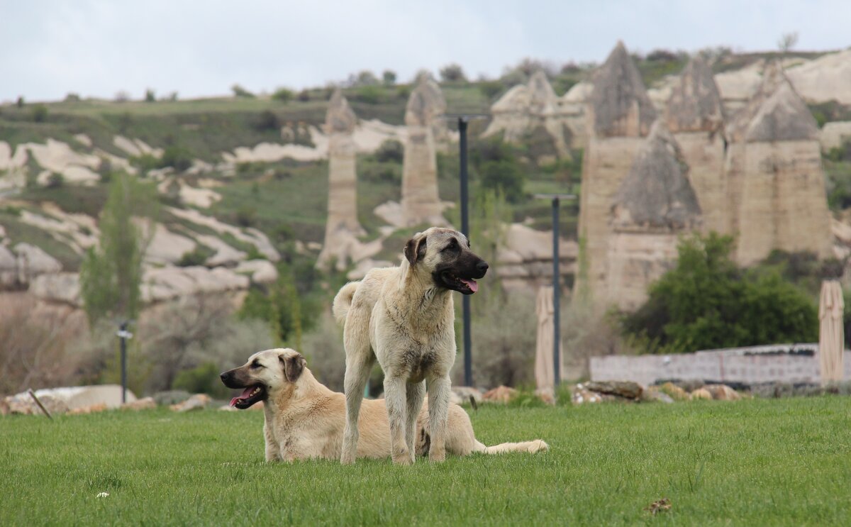 Каппадокийские псы - Сергей Никифоров
