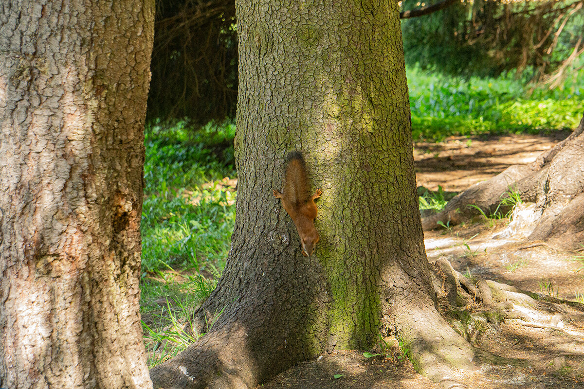 В весеннем парке - Ирина Соловьёва
