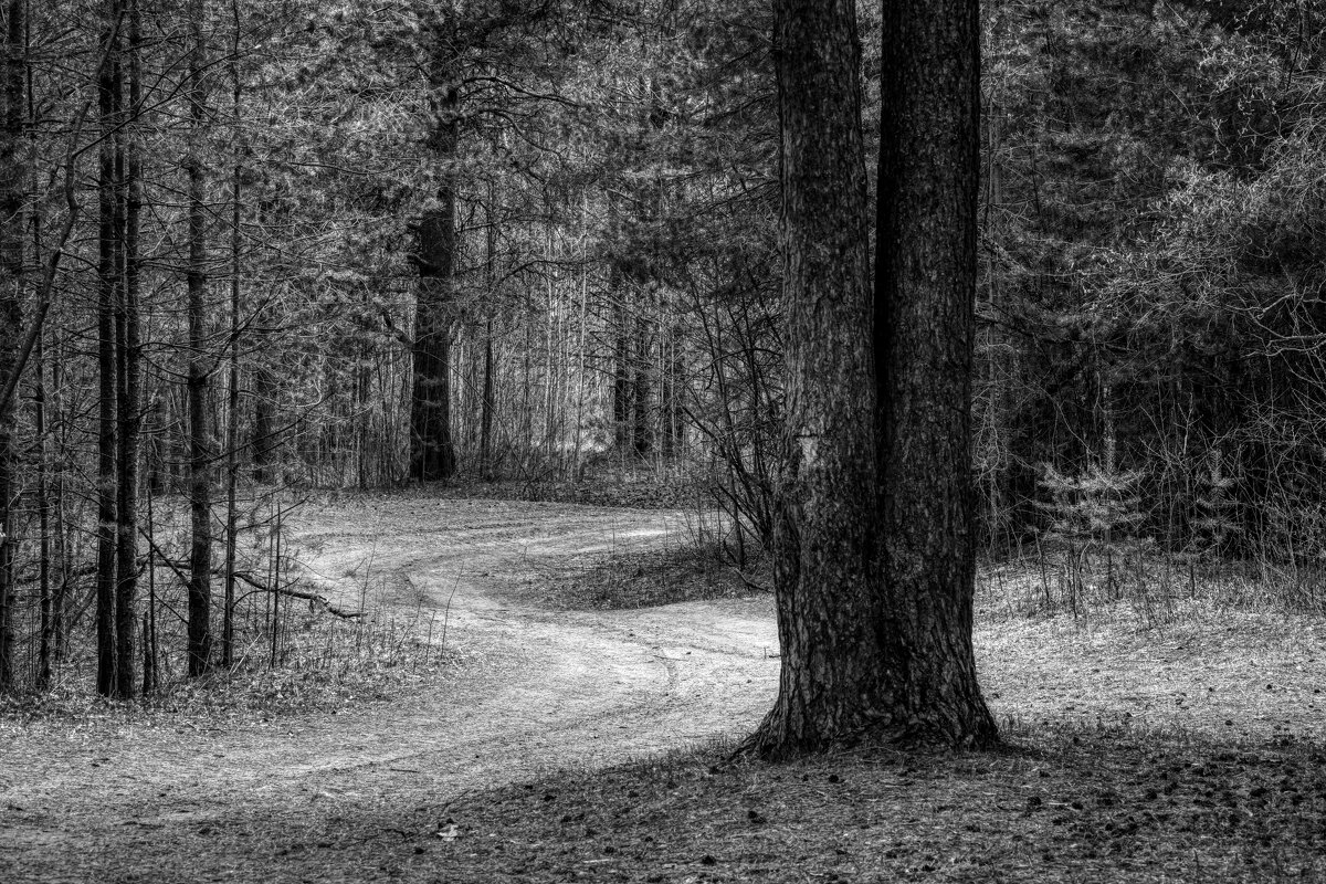 лес - александр 