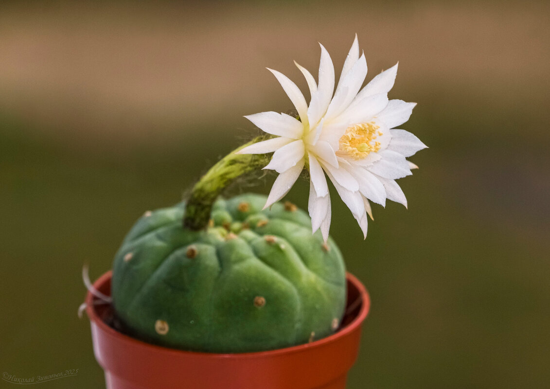 Цветение кактуса матукана мэдисона - Николай Зиновьев Цветение кактуса матукана мэдисона - Николай Зиновьев