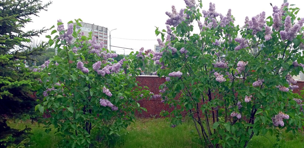 Сирени - Galina Solovova