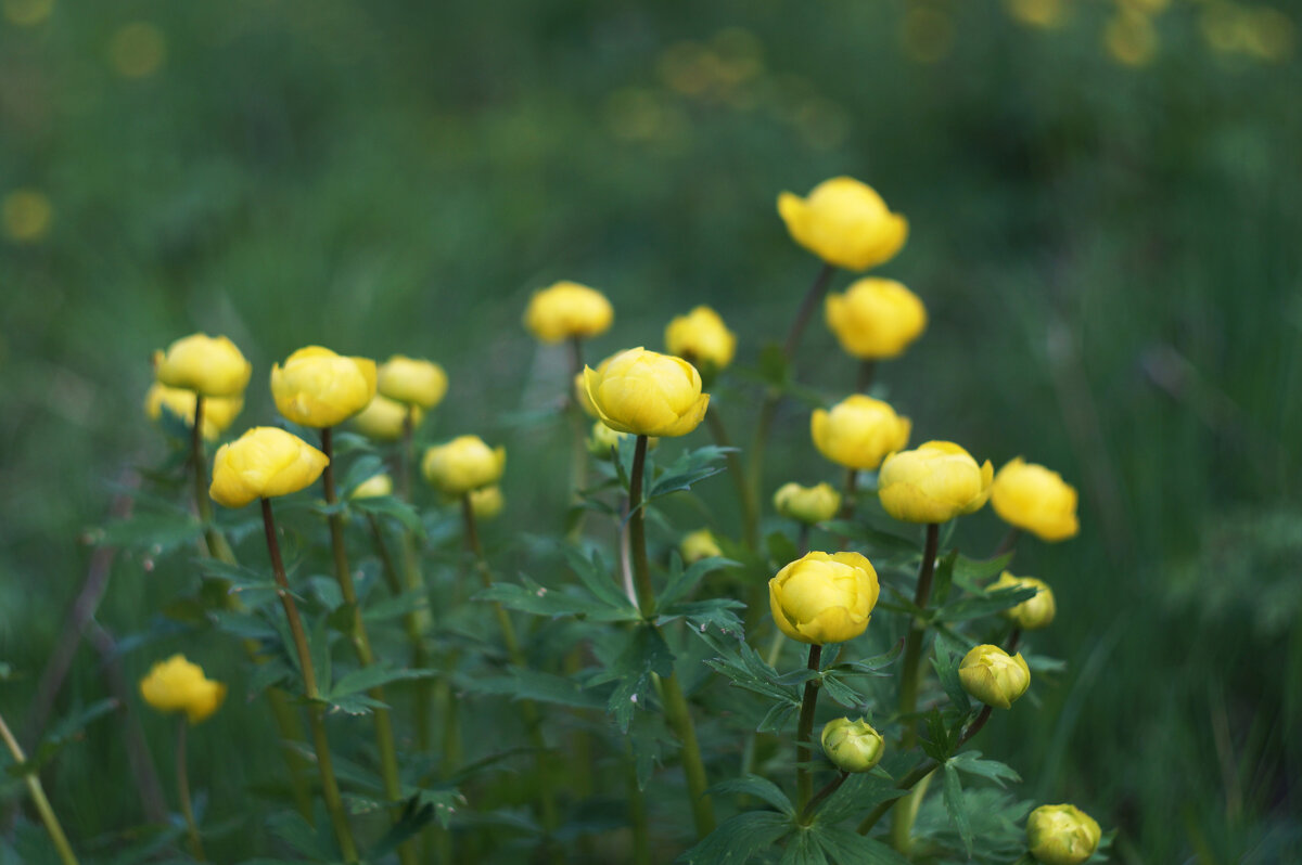 Купальницы - Сергей Ц