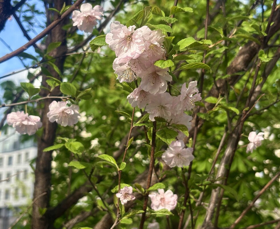 Цветы Луизеании.. - Наталия Павлова Цветы Луизеании.. - Наталия Павлова