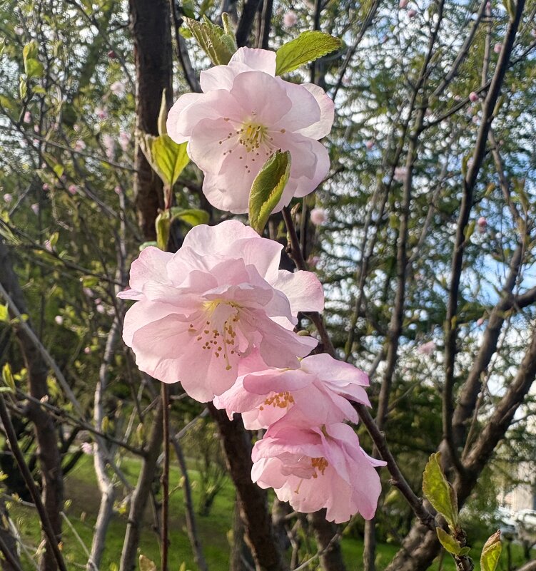 Цветы Луизеании.. - Наталия Павлова