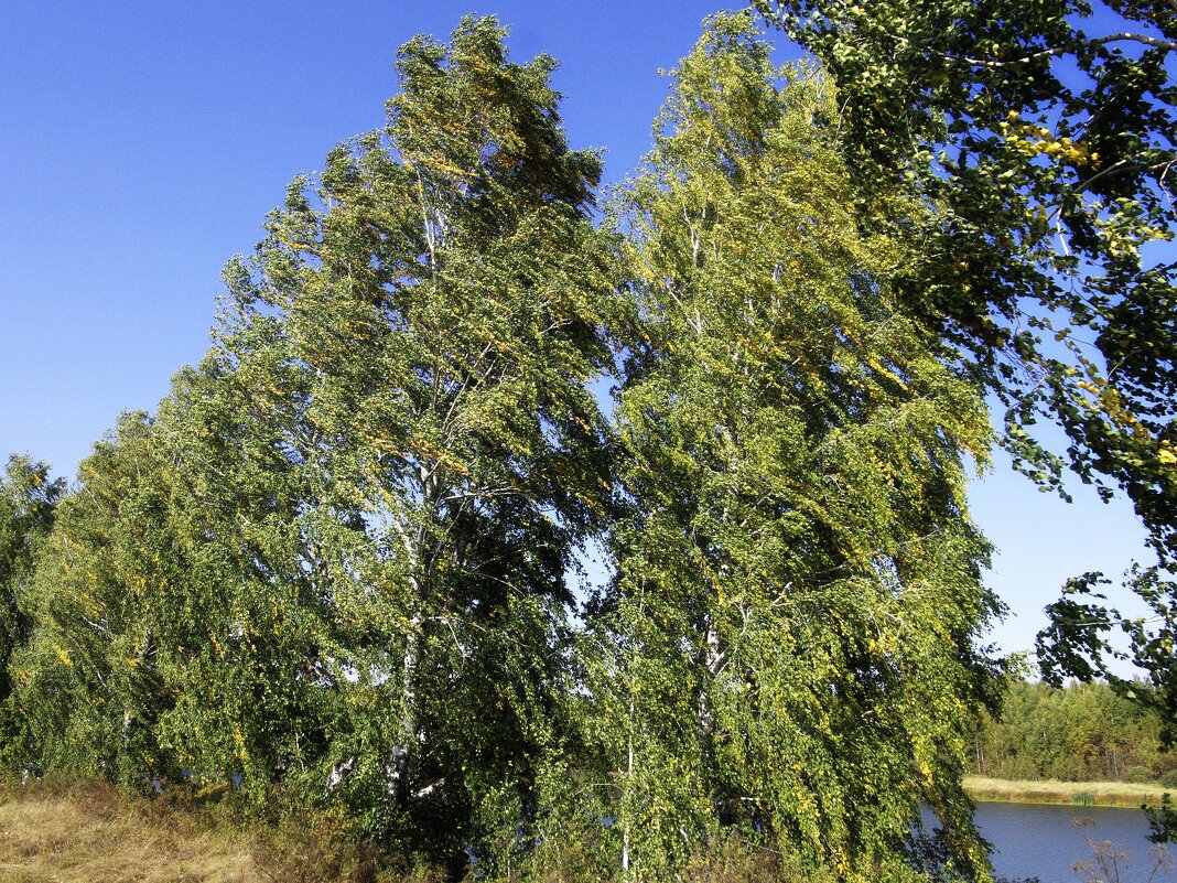 Ветреная погода - Сергей Швечков