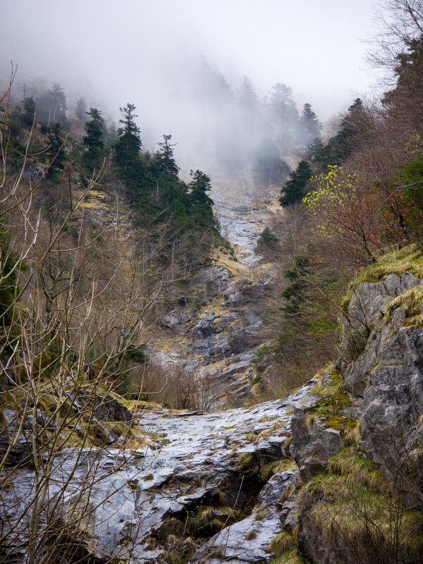 Лес - Валерий Т