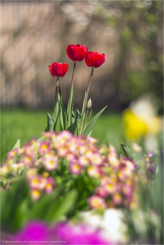 красные тюльпаны - Анастасия Северюхина