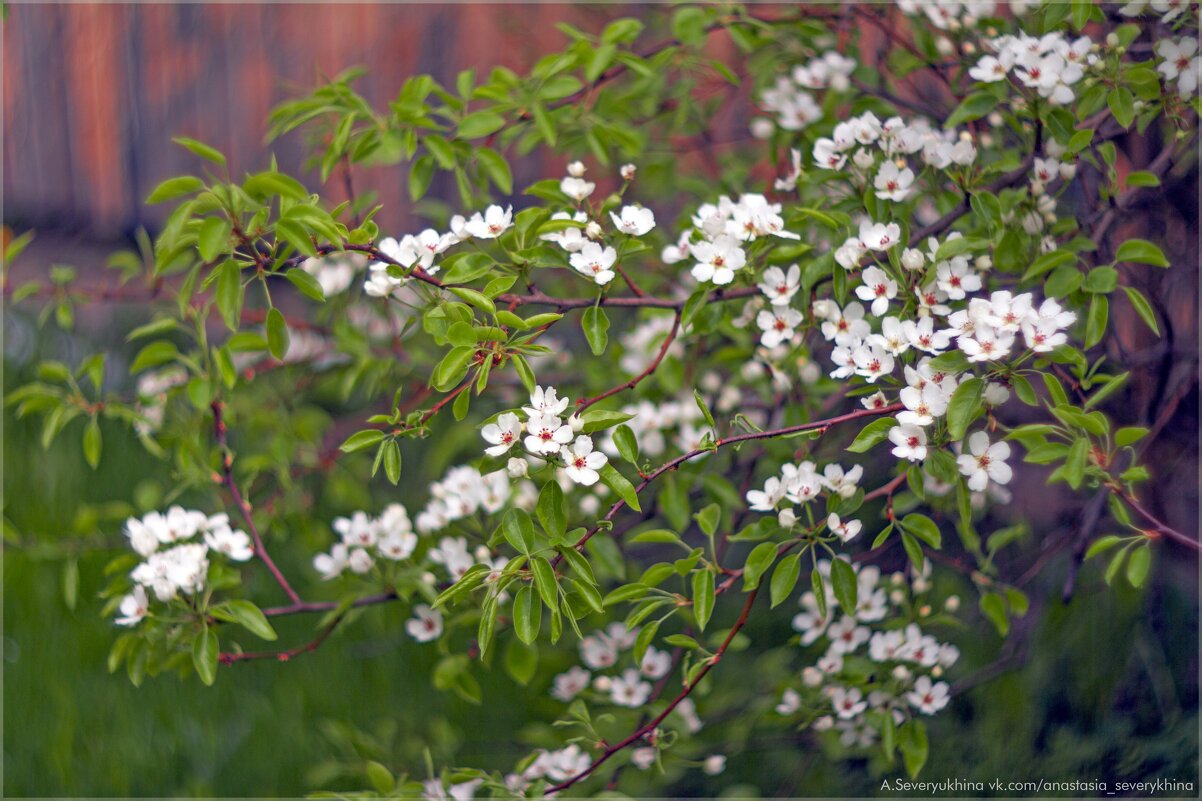 Цветущая груша - Анастасия Северюхина