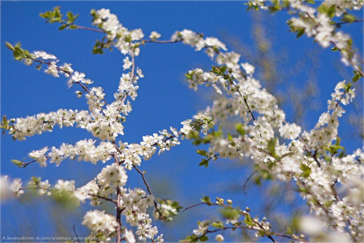тернослив - Анастасия Северюхина