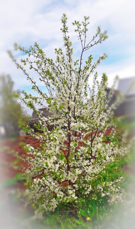 Тёрн цветёт. - Светлана Кузнецова