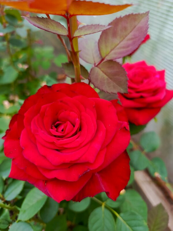 Зацвели красавицы в теплице - Татьяна Пальчикова Зацвели красавицы в теплице - Татьяна Пальчикова