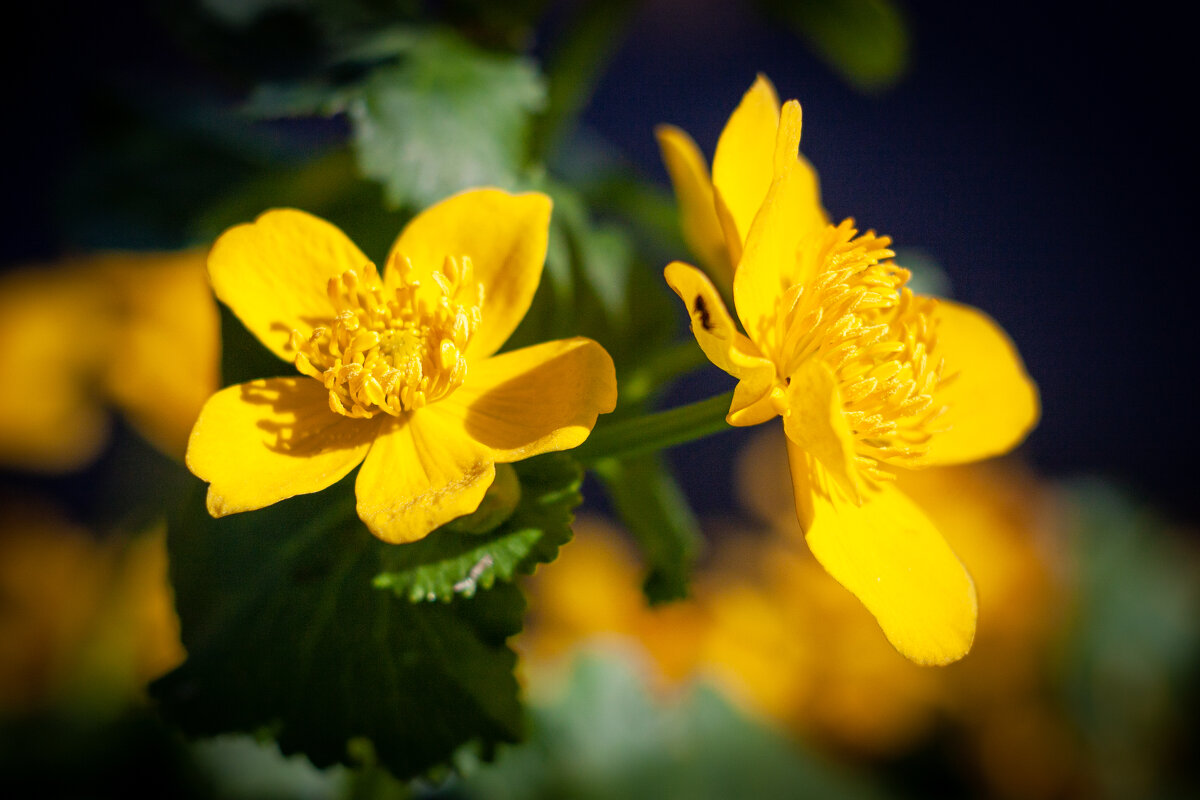 Калужница. - Alexandr Gunin Калужница. - Alexandr Gunin