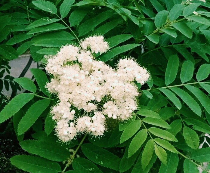 Цветёт рябина - Георгиевич 