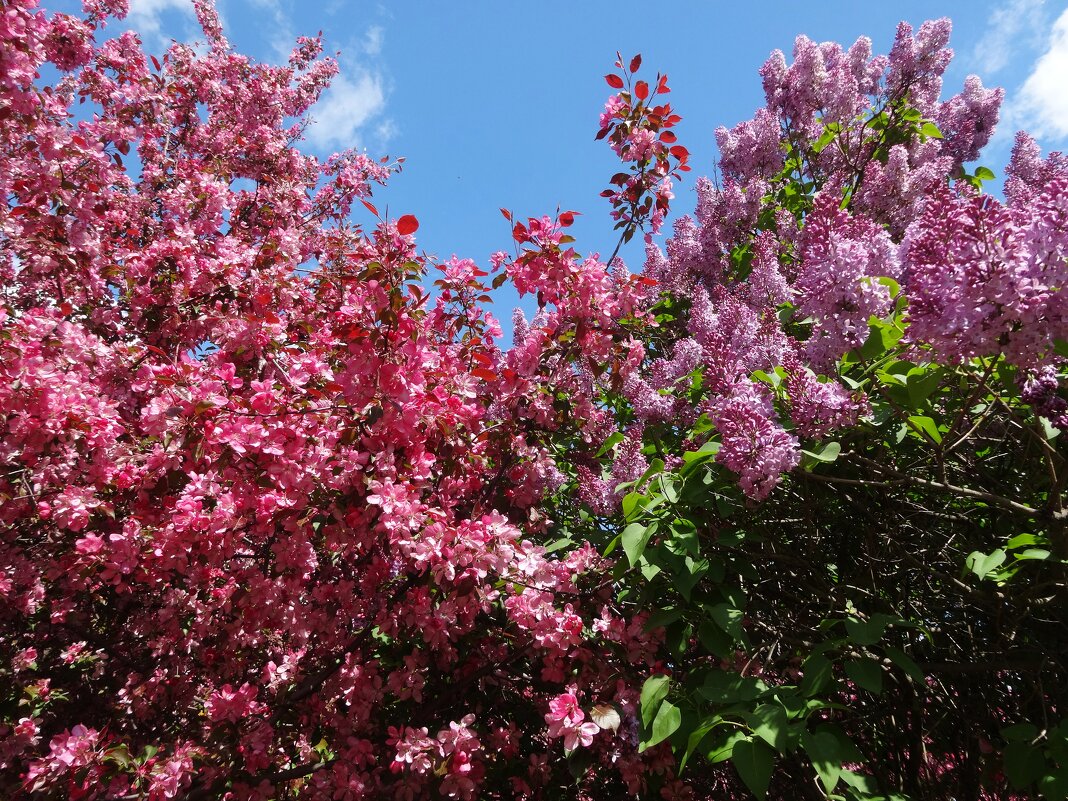 Яблоня и сирень - Лидия Бусурина