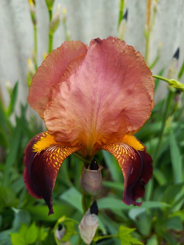 Во всей красе - Татьяна Пальчикова Во всей красе - Татьяна Пальчикова