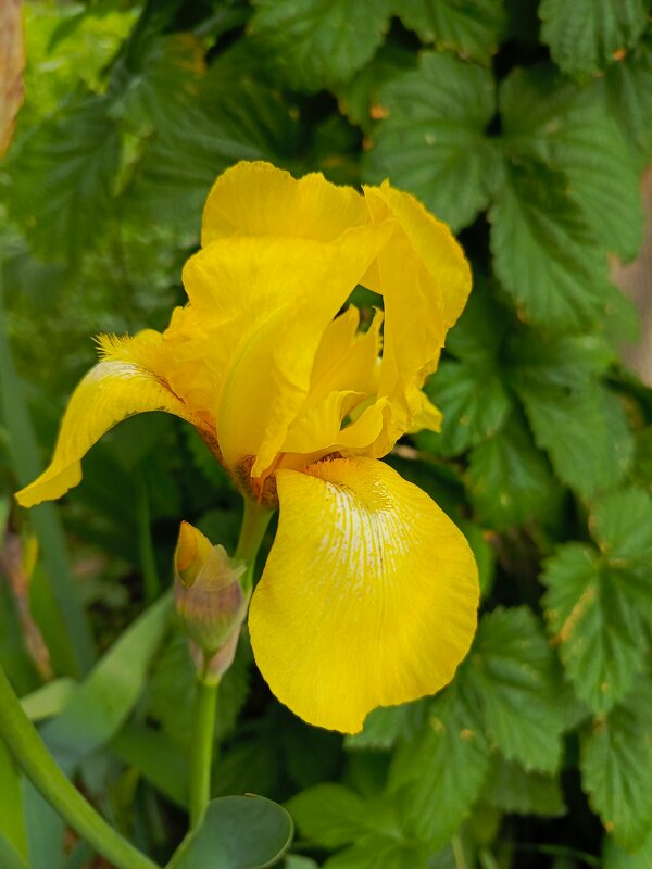 Королева - Татьяна Пальчикова