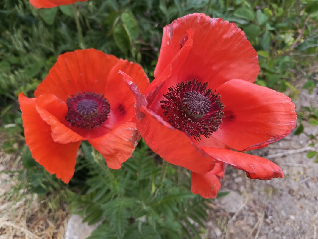 Парочка - Татьяна Пальчикова Парочка - Татьяна Пальчикова