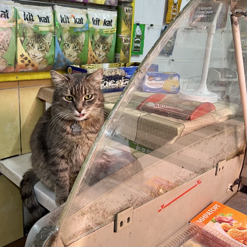 Покупай – не скупись,везде я - посмотри на живопись! - Натали Королева