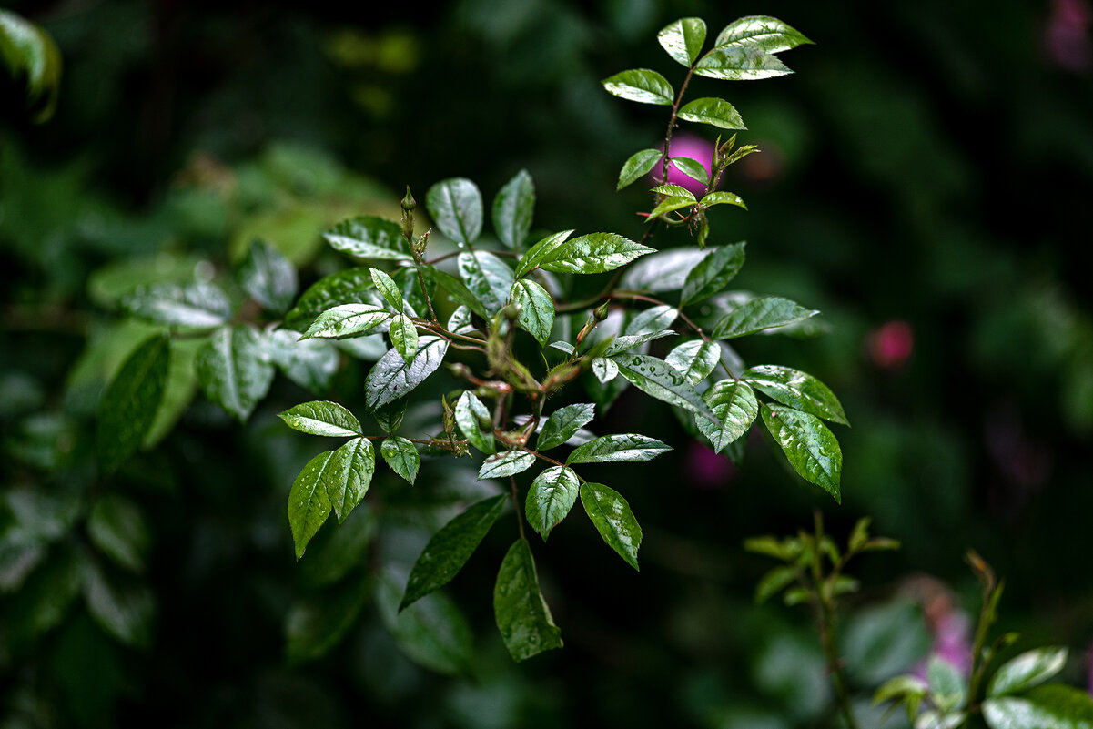 ... - Вадим Федотов ... - Вадим Федотов