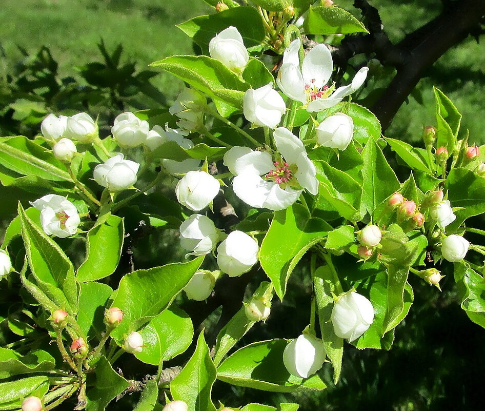 Груша зацвела. - Ольга Довженко