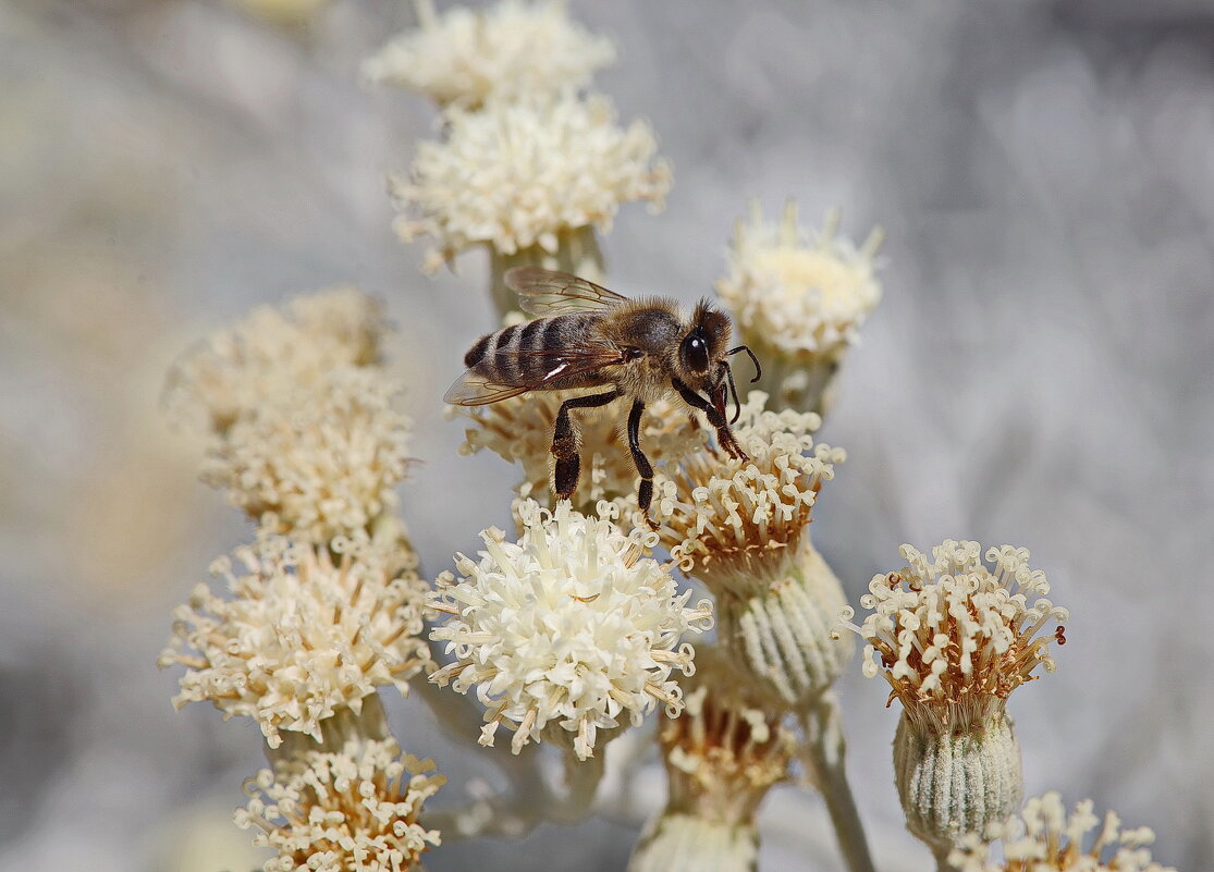 Пчёлка. - Оля Богданович