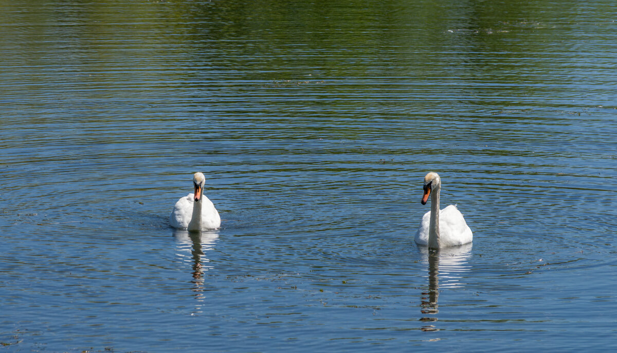 Лебеди - Игорь Сикорский