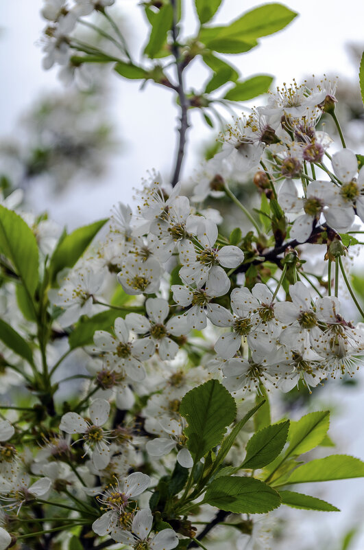 Вишневый цвет - Андрей Щетинин
