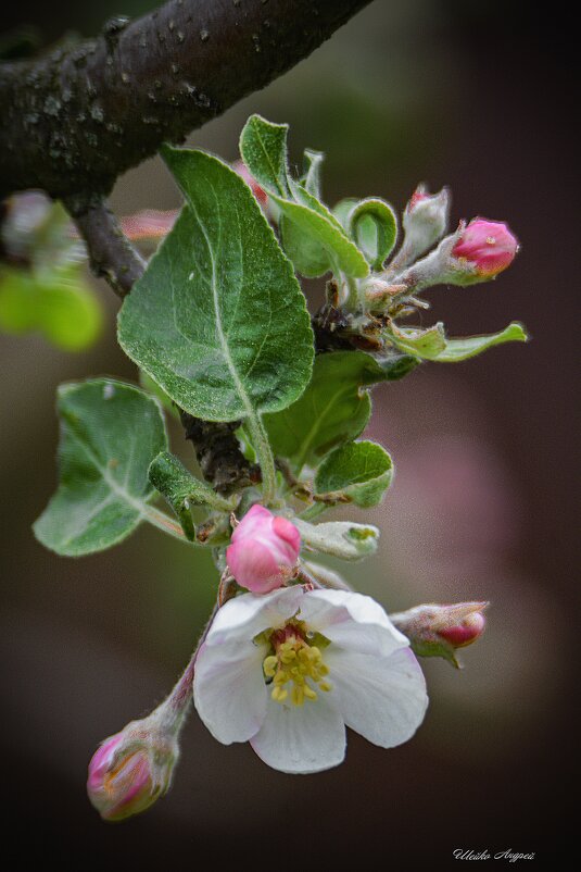 Зарождение плодов - Андрей Шейко Зарождение плодов - Андрей Шейко