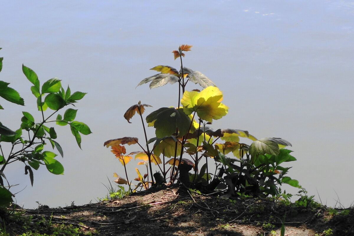 Майский этюд - Рита Симонова
