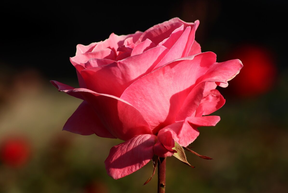 Доброе утро ! С днём роз! - Юрий. Шмаков