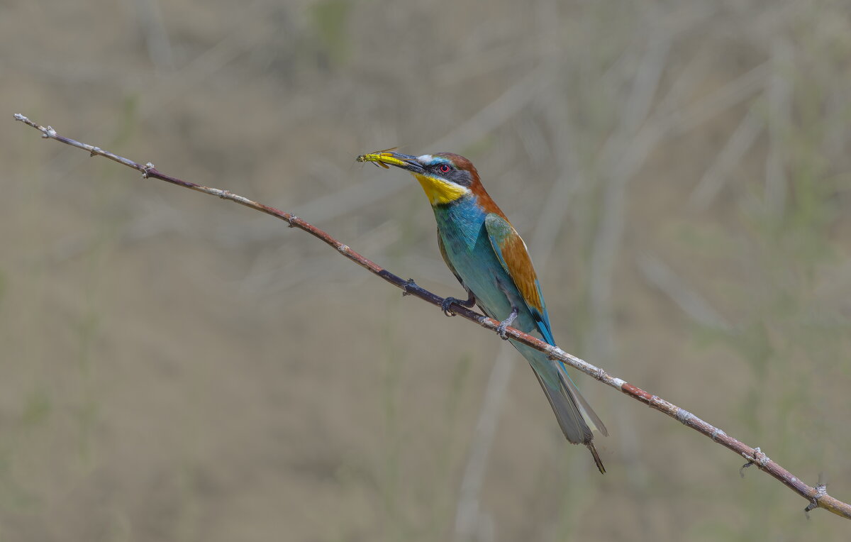 золотистые щурки - юрий макаров