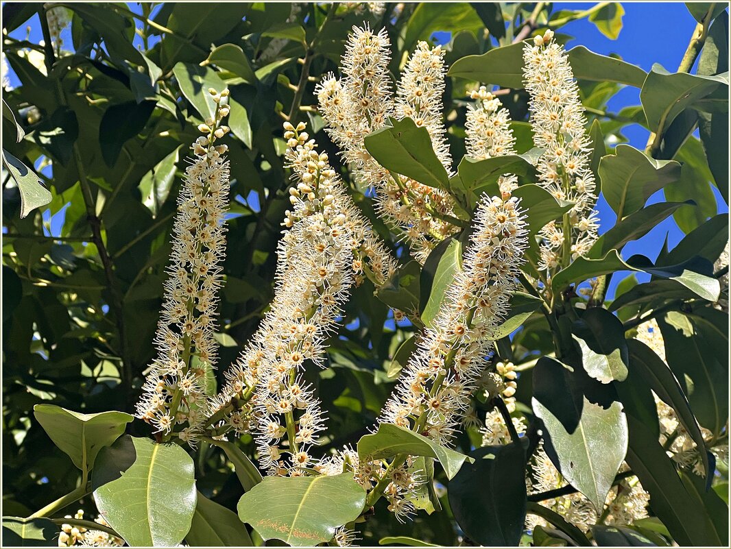 Цветение лавровишни. - Валерия Комова Цветение лавровишни. - Валерия Комова