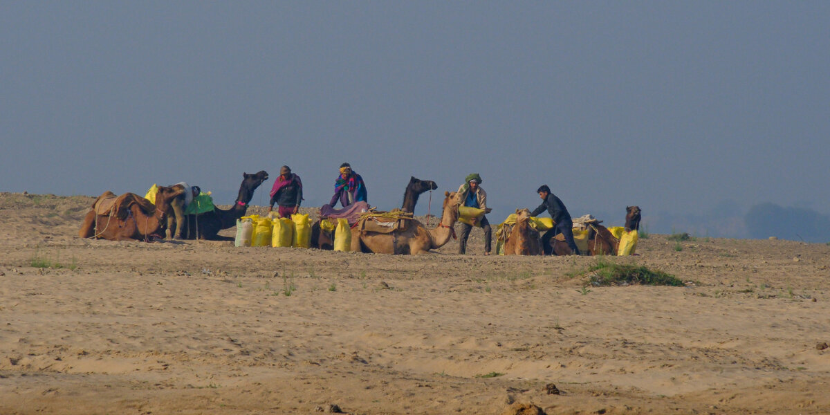 Отдых верблюдов у реки Чамбал - Георгий А