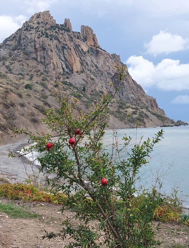 Гранатовая бухта - ИРЭН@ . Гранатовая бухта - ИРЭН@ .