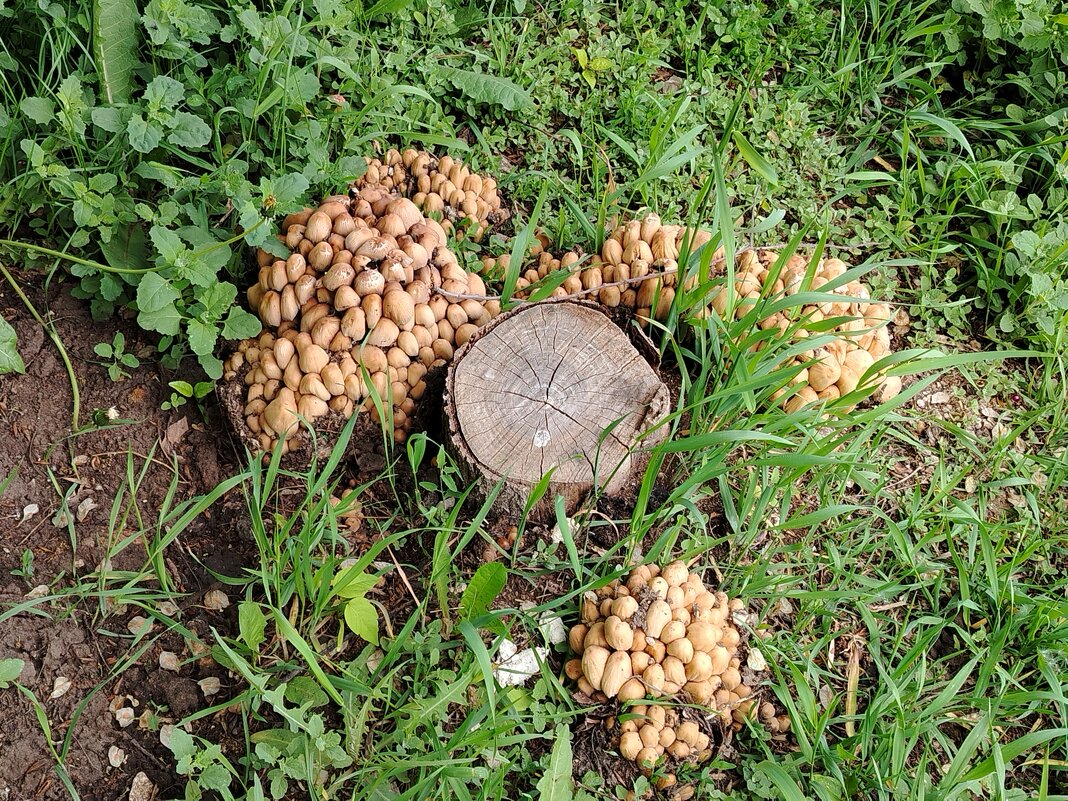 А у нас во дворе! - Надежда 