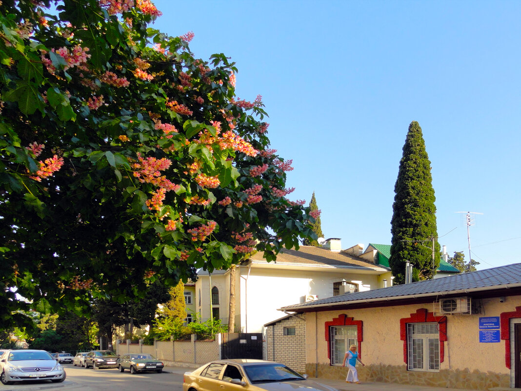 Ялта,ул Боткинская - Ольга 