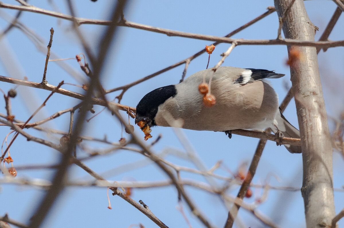 Самое вкусное яблочко. - Виктор Иванович Чернюк Самое вкусное яблочко. - Виктор Иванович Чернюк